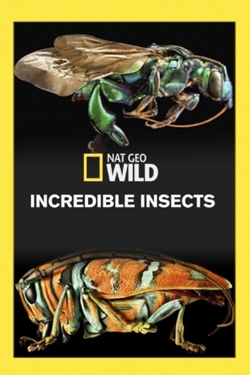 Постер Incredible Insects